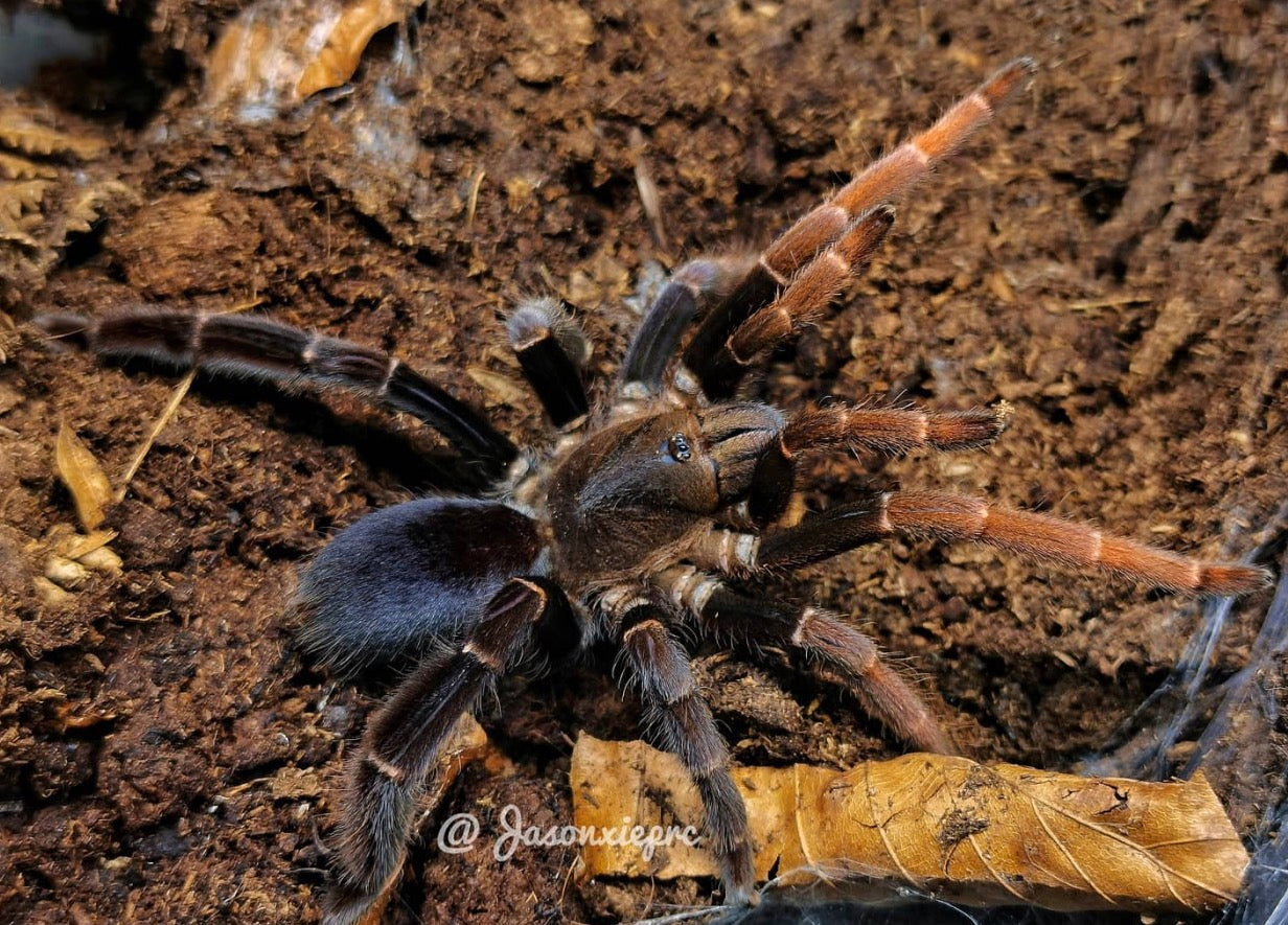 Lyrognathus giannisposatoi