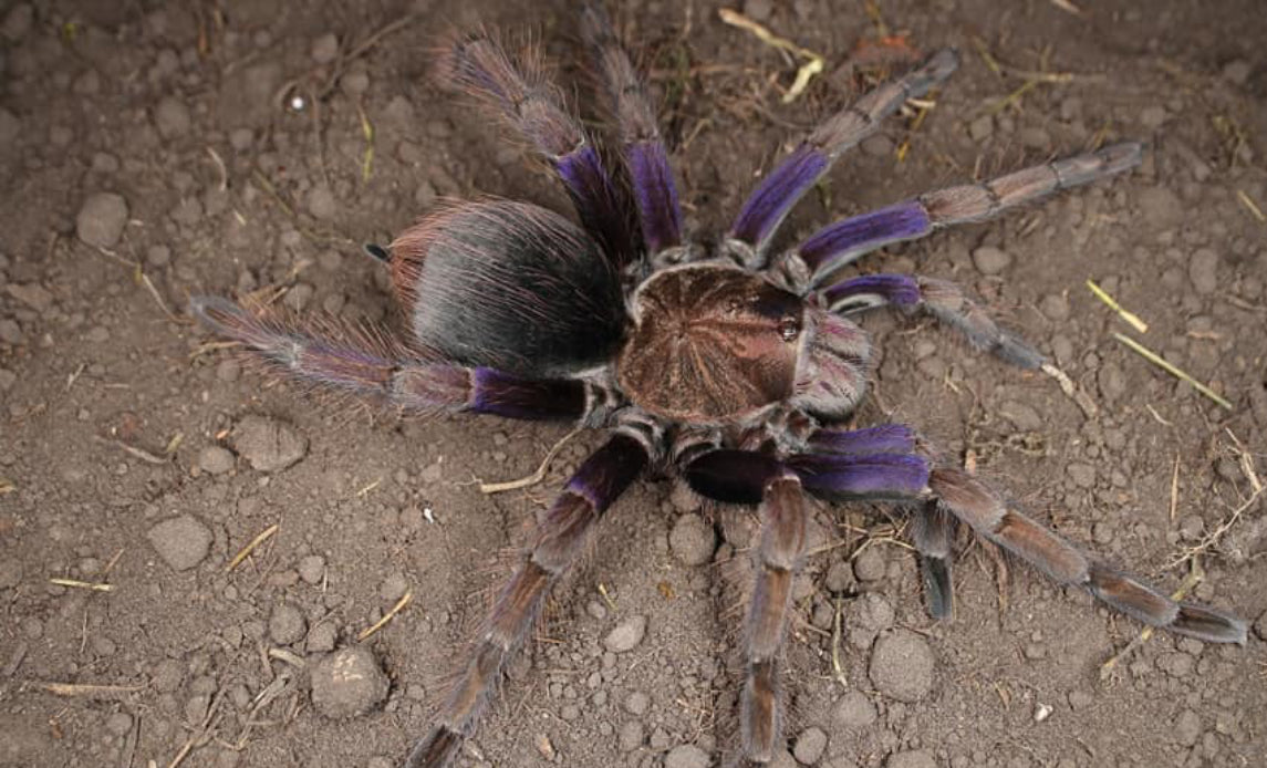 Pamphobeteus Insignis Colombian