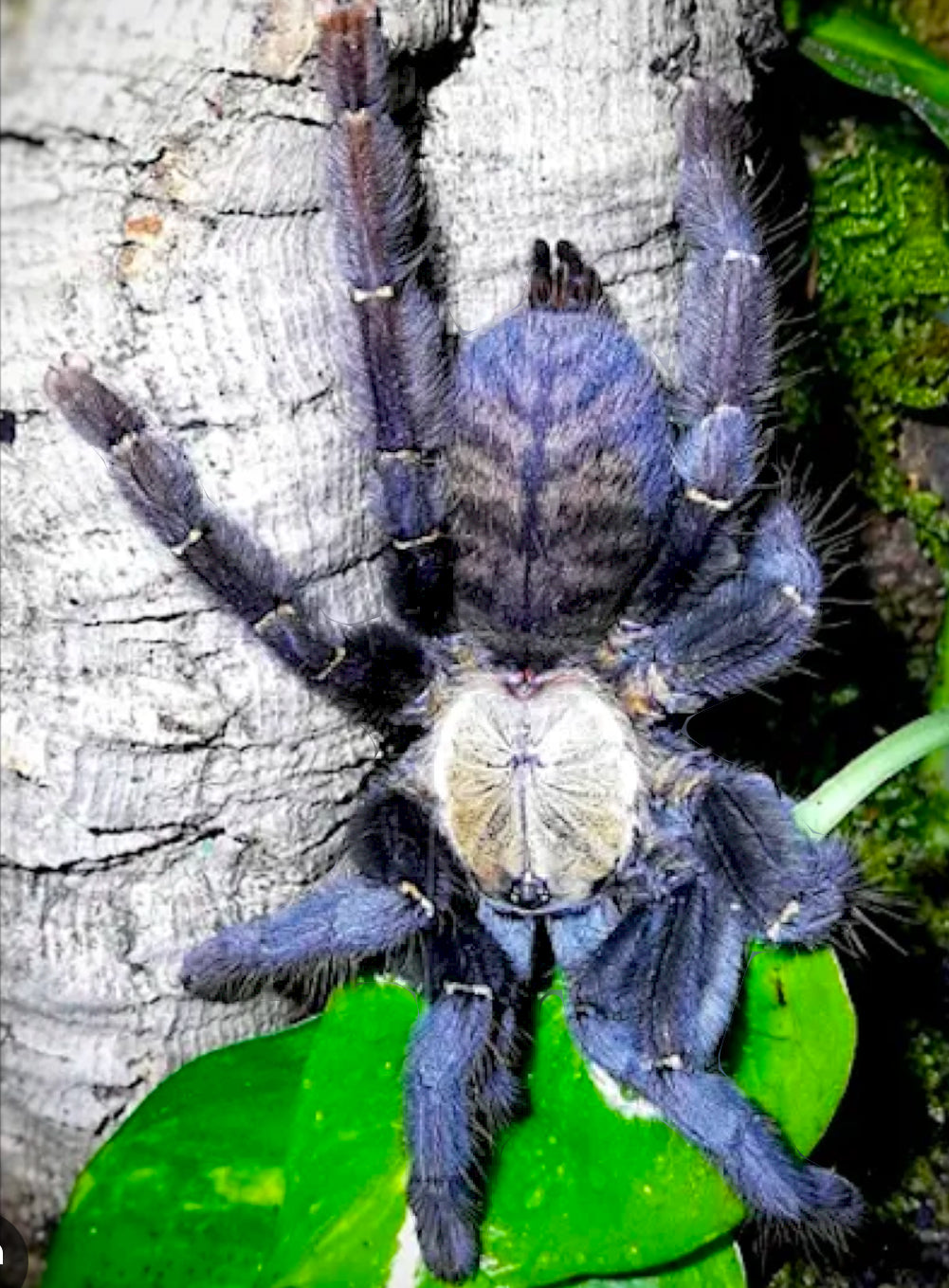 Phormingochilus pennellhewlettorum (Bario Bat Eater)