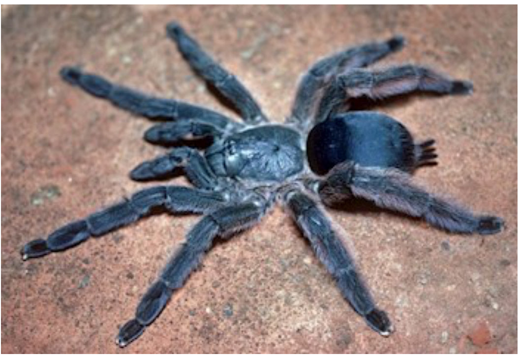 Tapinauchenius Sanctivincenti
(ST. Vincent Tree Spider)