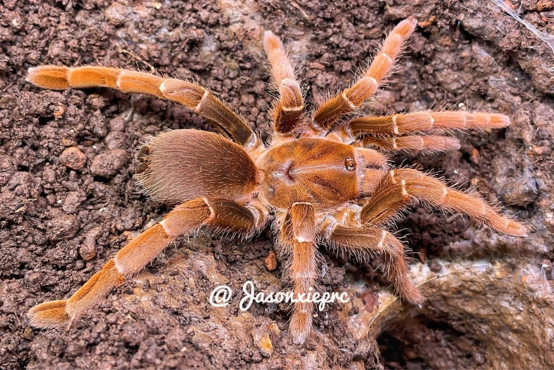 Pelinobius muticus (King Baboon)