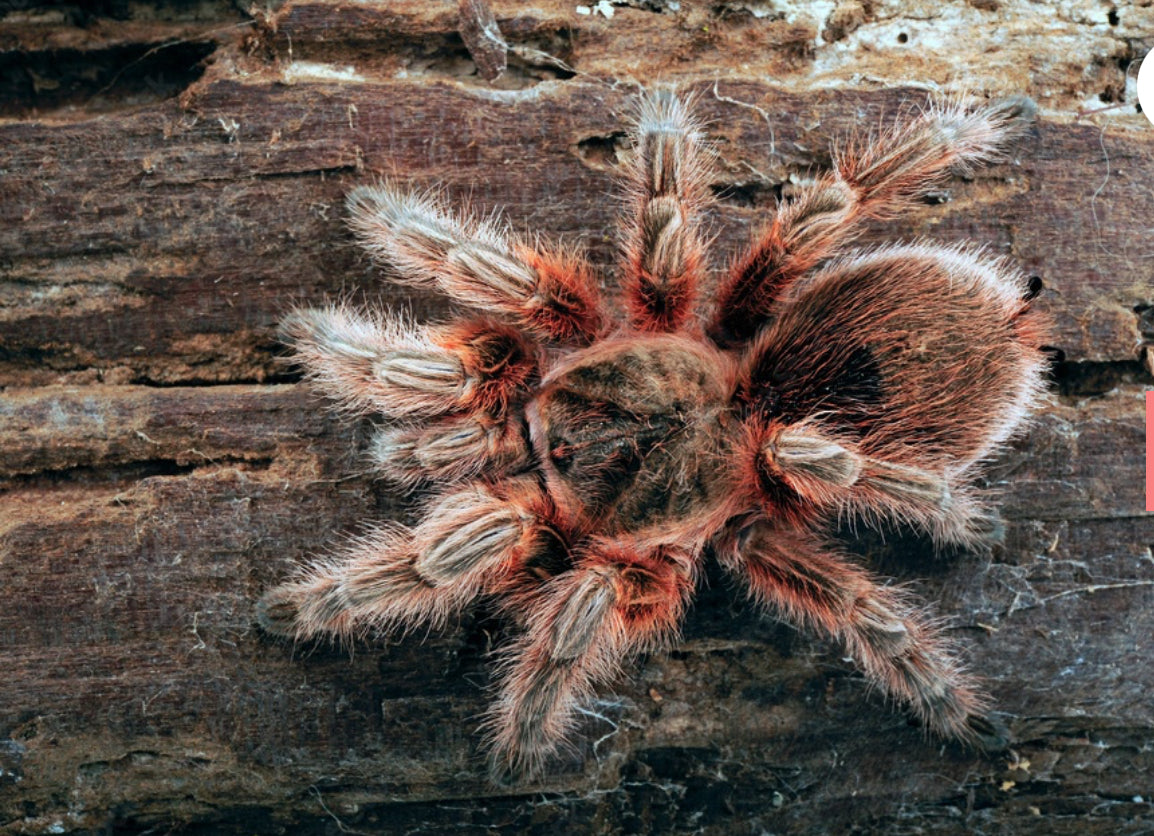 Grammostola Maule