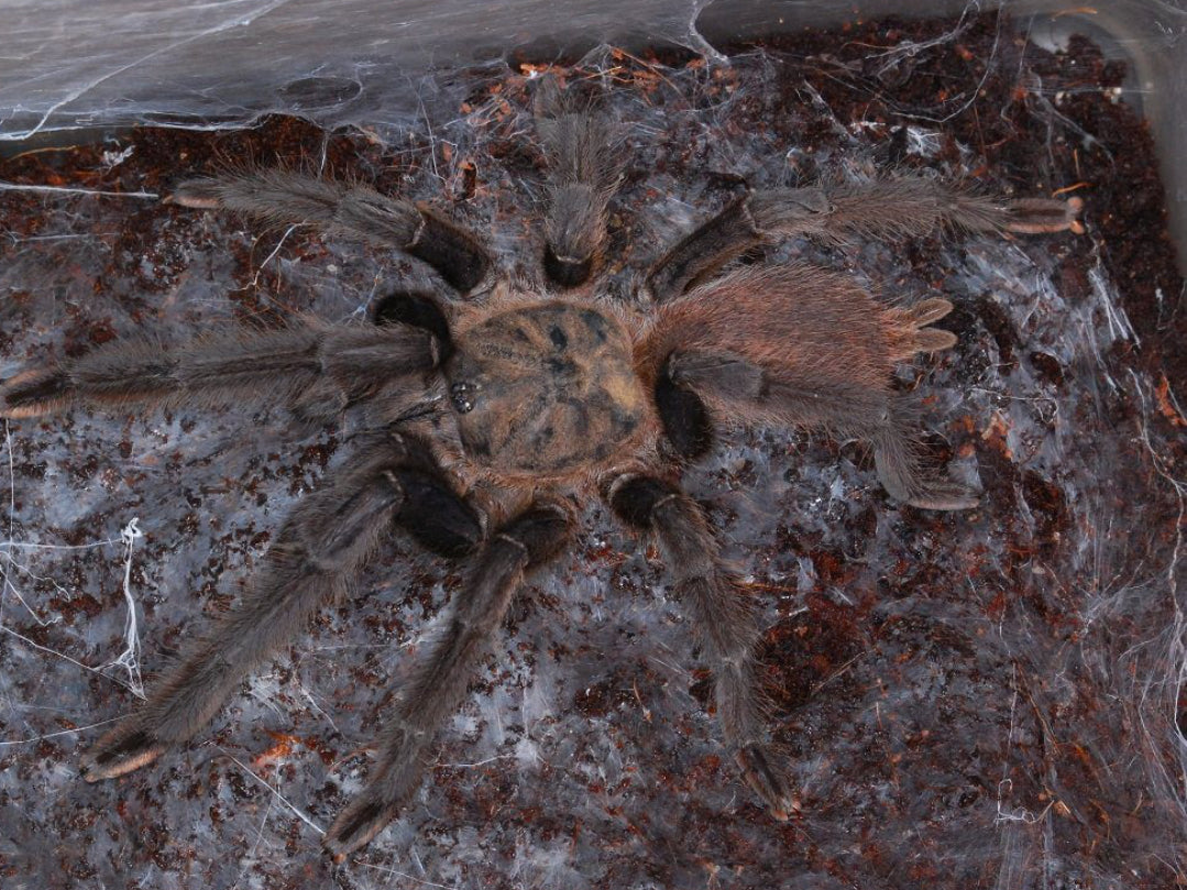 Chilobrachys sp. Prachuap Khiri Khan