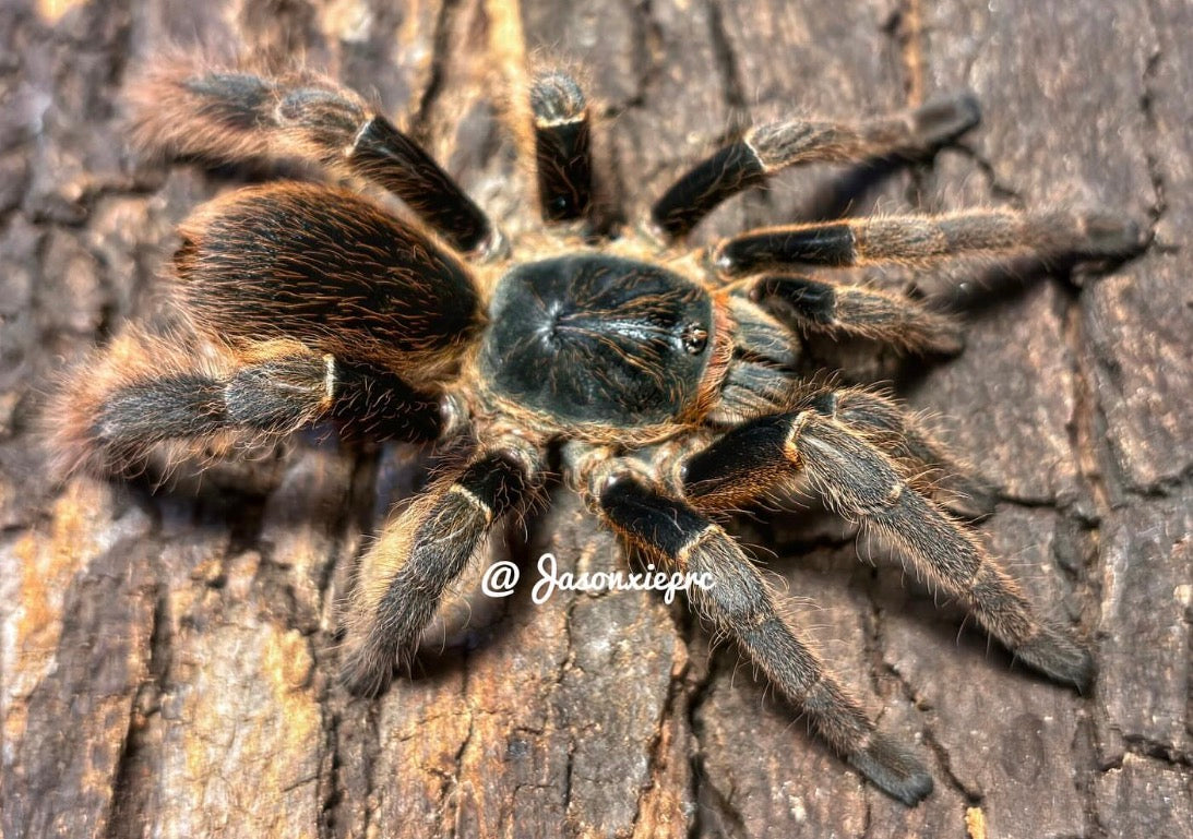 Magnacrus Taynguyenensis