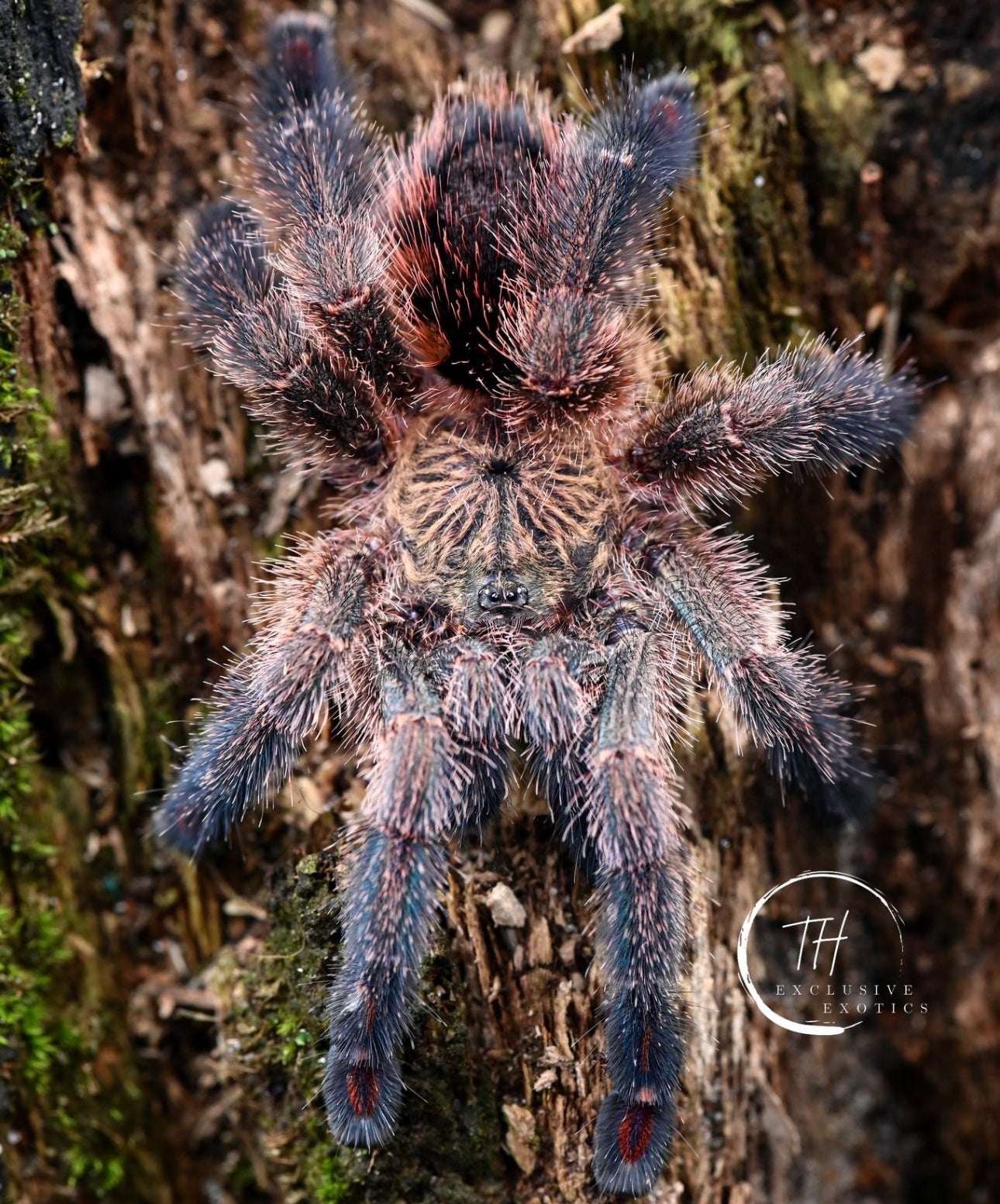 Ybyrapora Diversipes (Amazon Saphire Pinktoe)