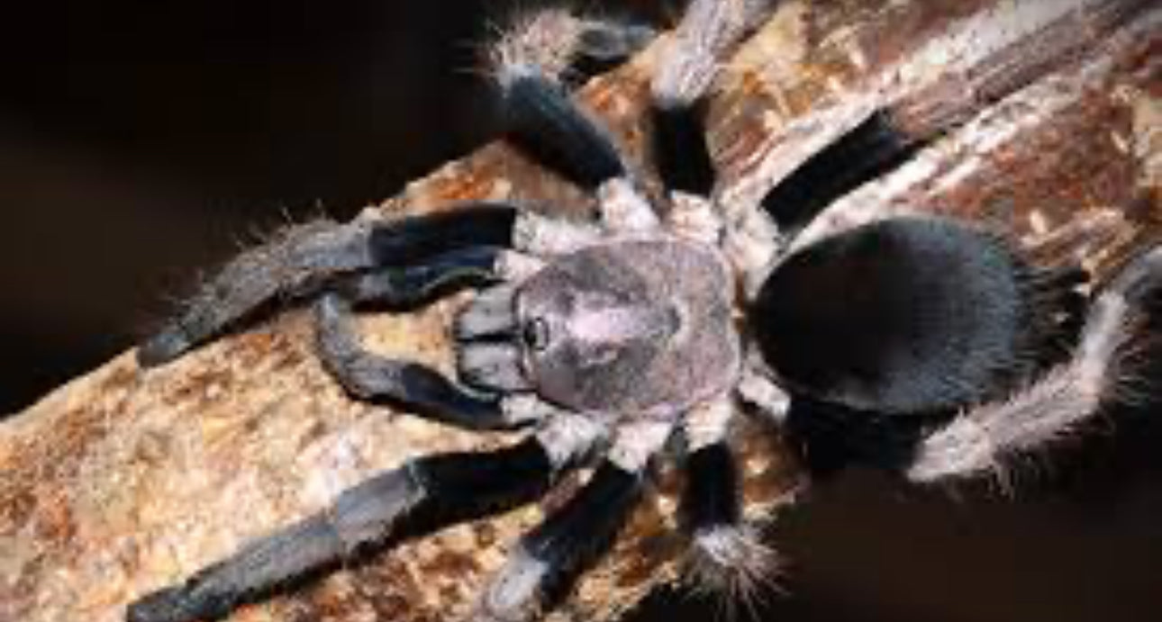 Haplocosmia sp. 'Black Femur' (Nepalese Black Femur Earth Tiger)