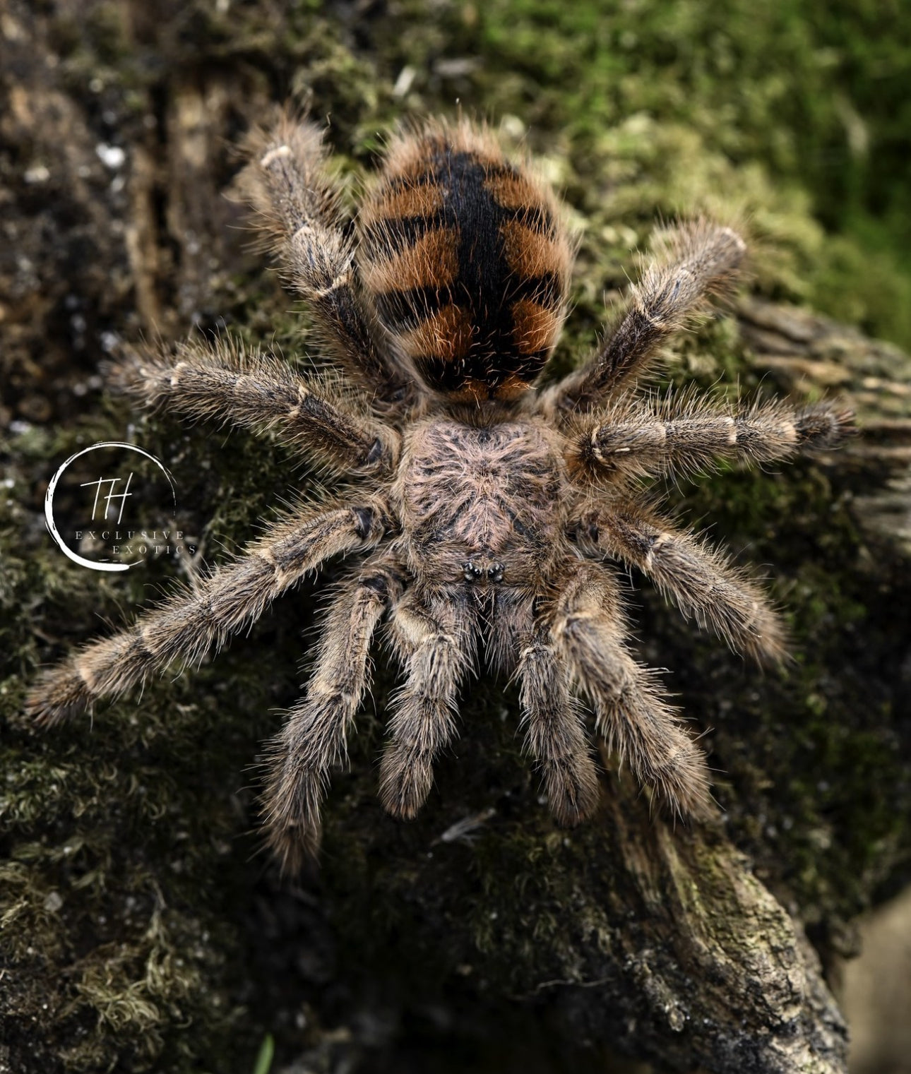 Avicularia Minatrix (Venezuelan Redstripe Pinktoe)