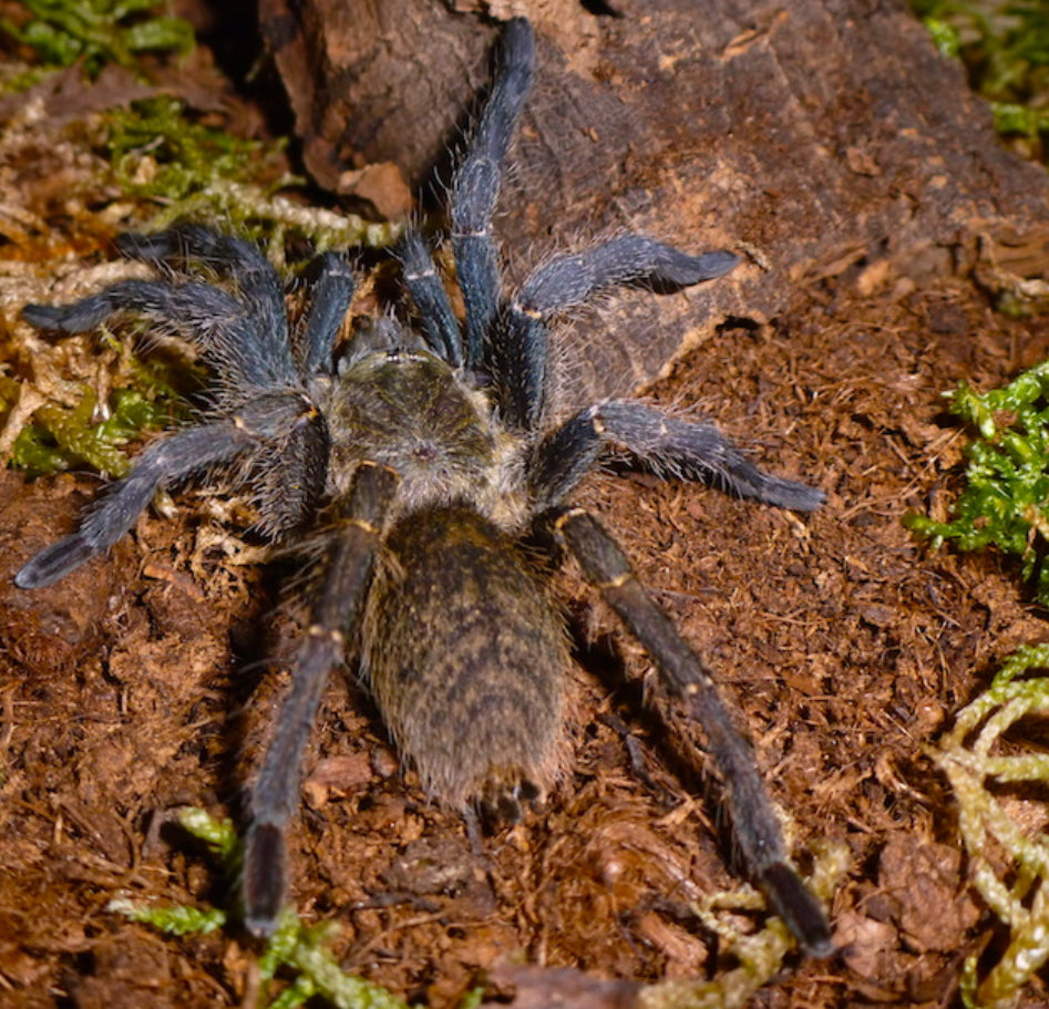 Harpactira Baviana