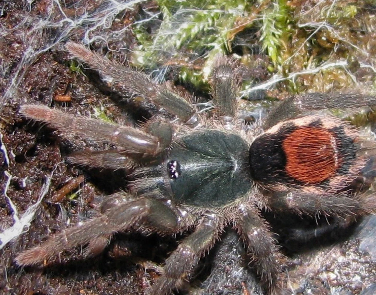 NEOSTENOTARSUS SP 'SURINAME