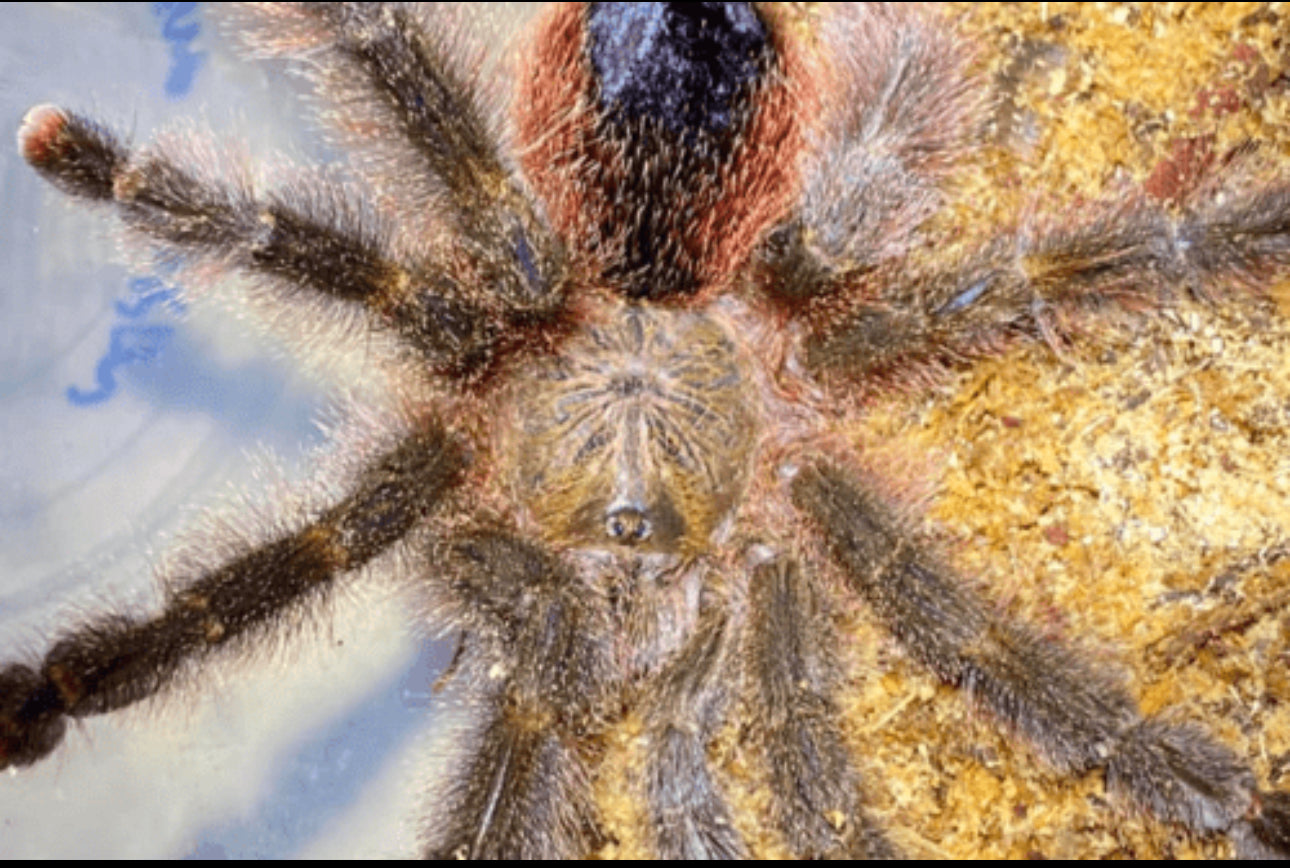 Avicularia sp. 'Shuriana'