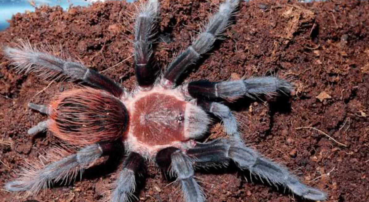 Tliltocatl kahlenbergi
(Veracruz Red Rump)
