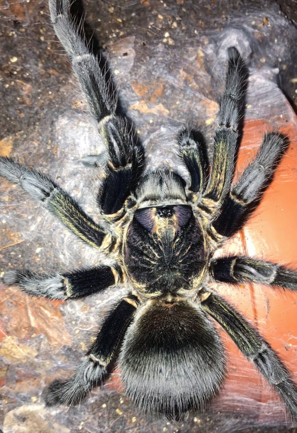 Phormictopus sp. Gold Green Carapace