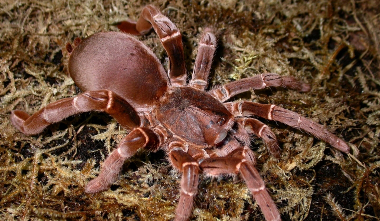 Pelinobius muticus (King Baboon)