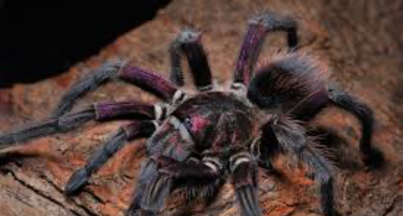 Phormictopus sp. 'Bayahibe'