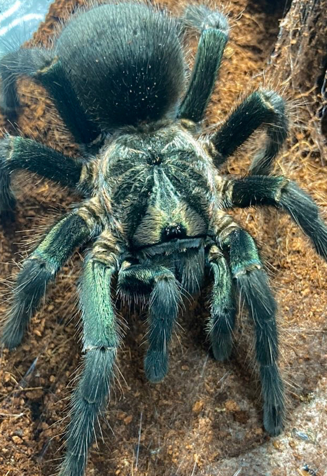 Phormictopus sp. Green Femur