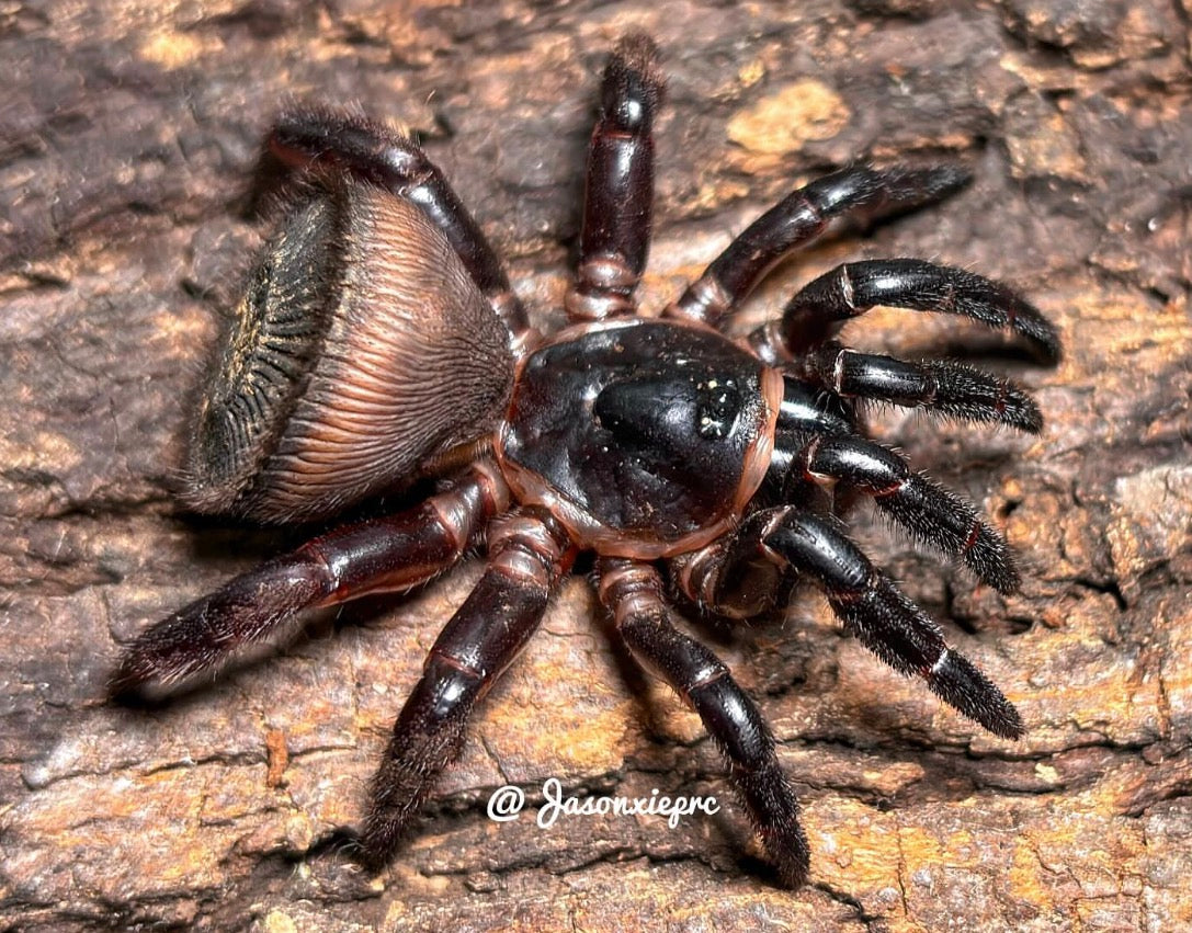Cyclocosmia Ricketti