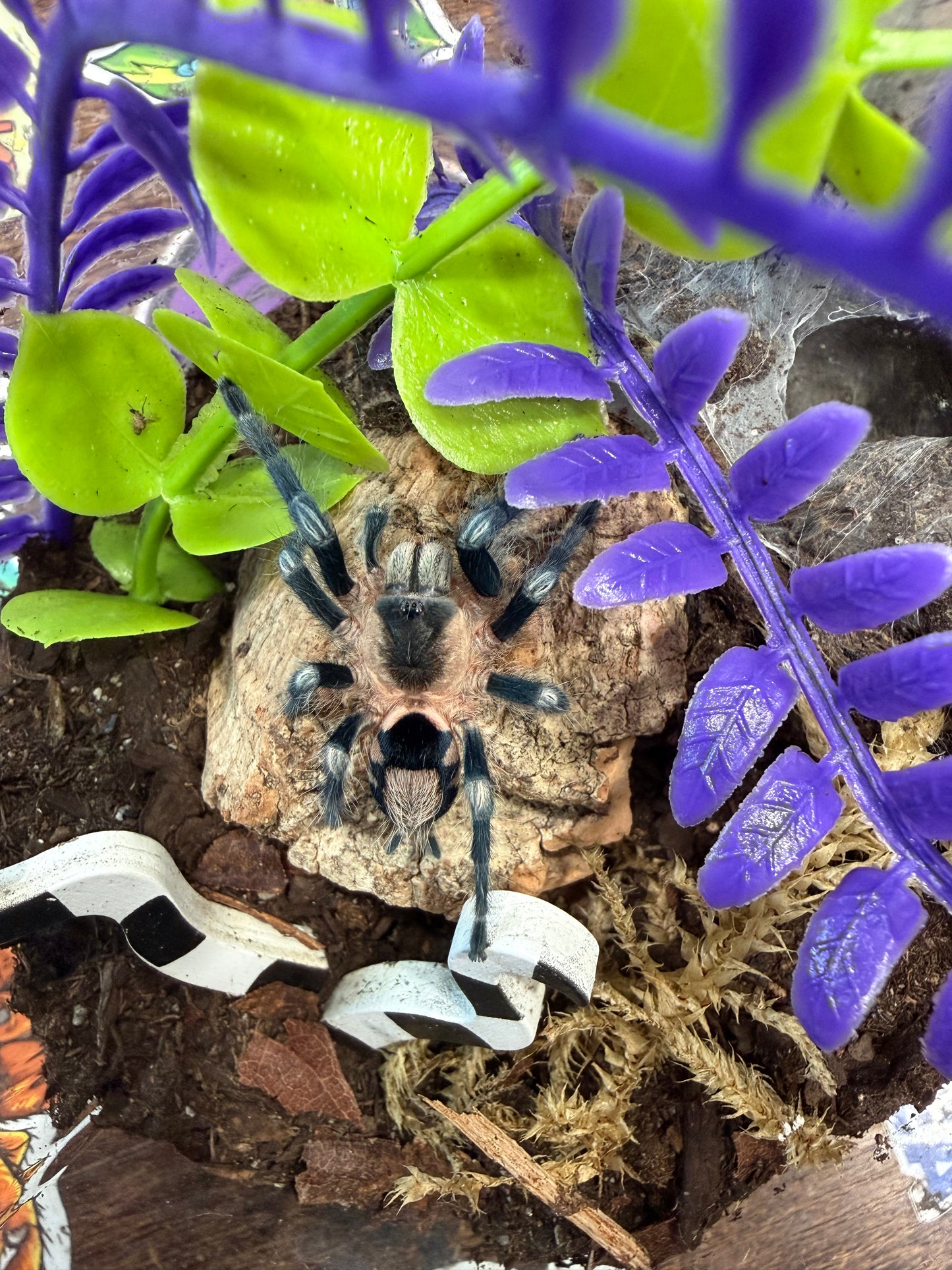 Cyriocosmus Ritae
(Peruvian Black & White)