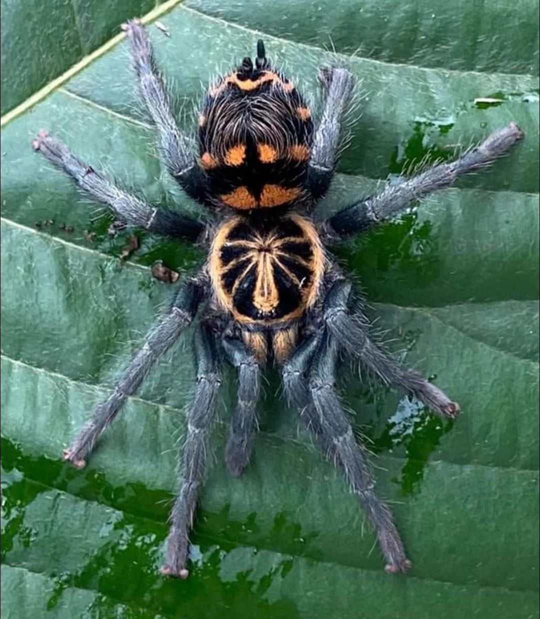 Theraphosidae sp. Yasuni