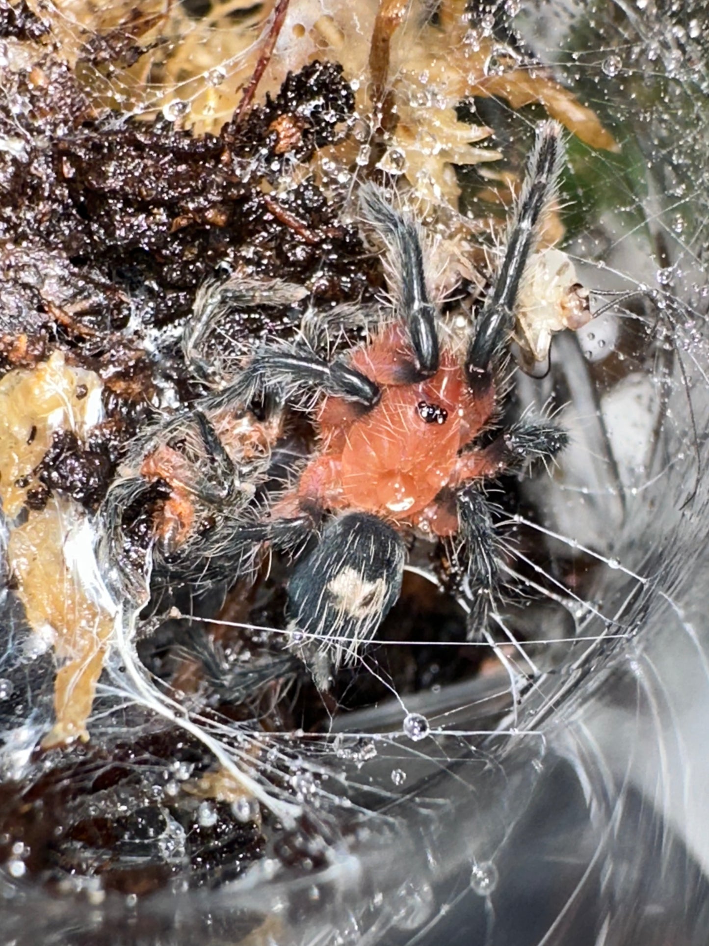 Cyriocosmus sp Cereza (Cherry Dwarf Tarantula)