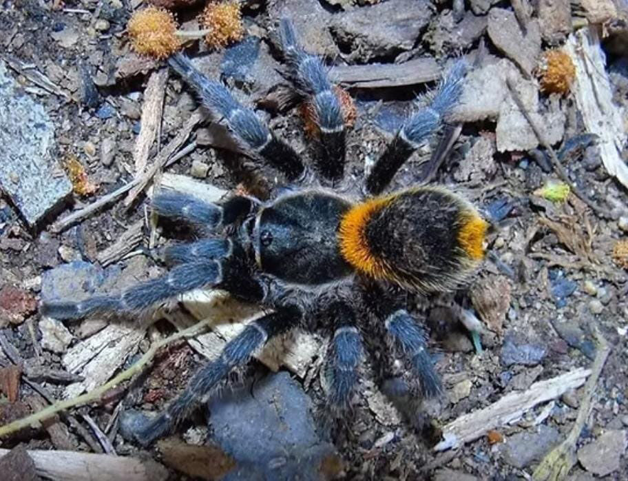 Homoeomma Orellanai (Yellow Flame)