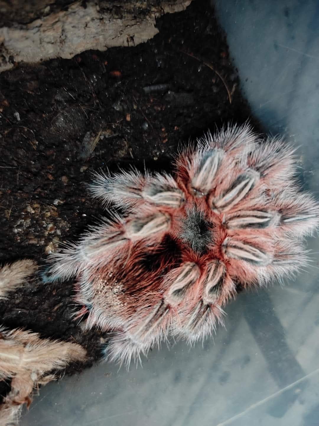 Grammostola Maule