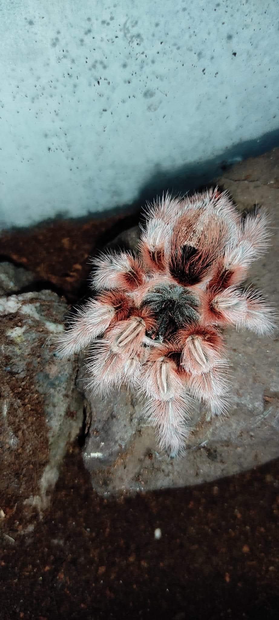 Grammostola Maule