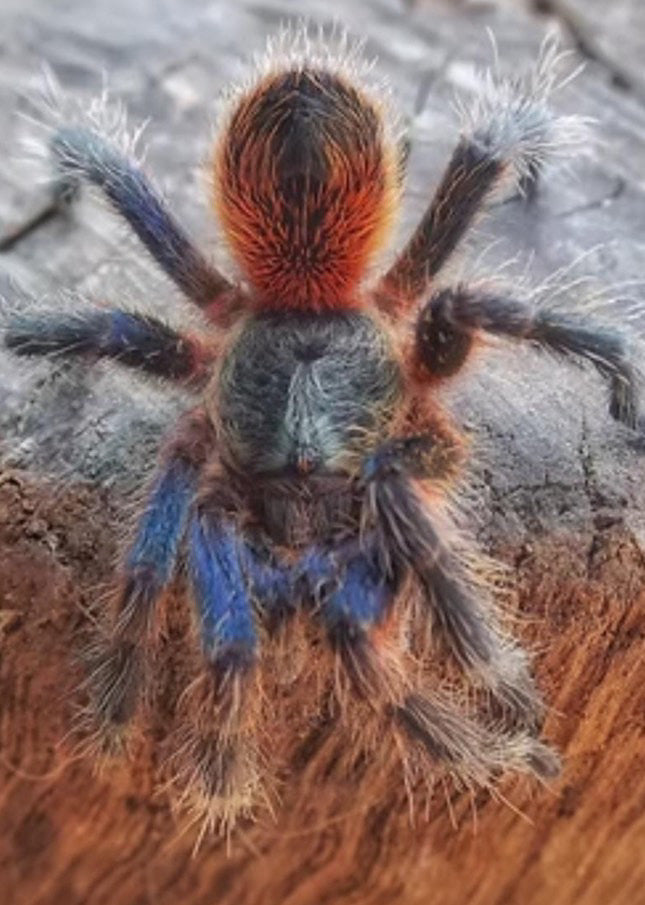 Euathlus Tiger Blue