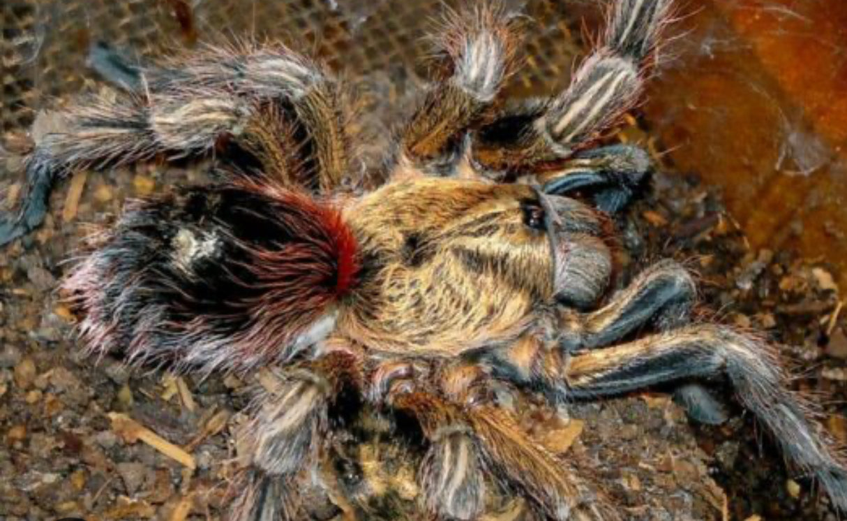 Euathlus manicata 'Gold'