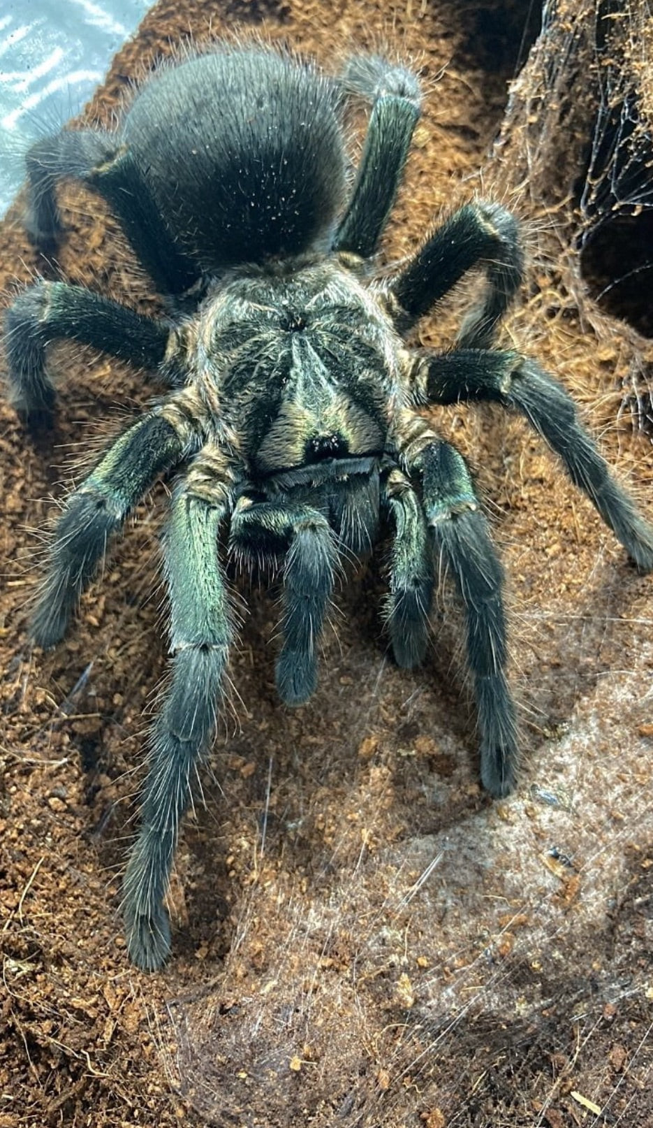 Phormictopus sp "Full Green" (Dominican Emerald Bird Eater)