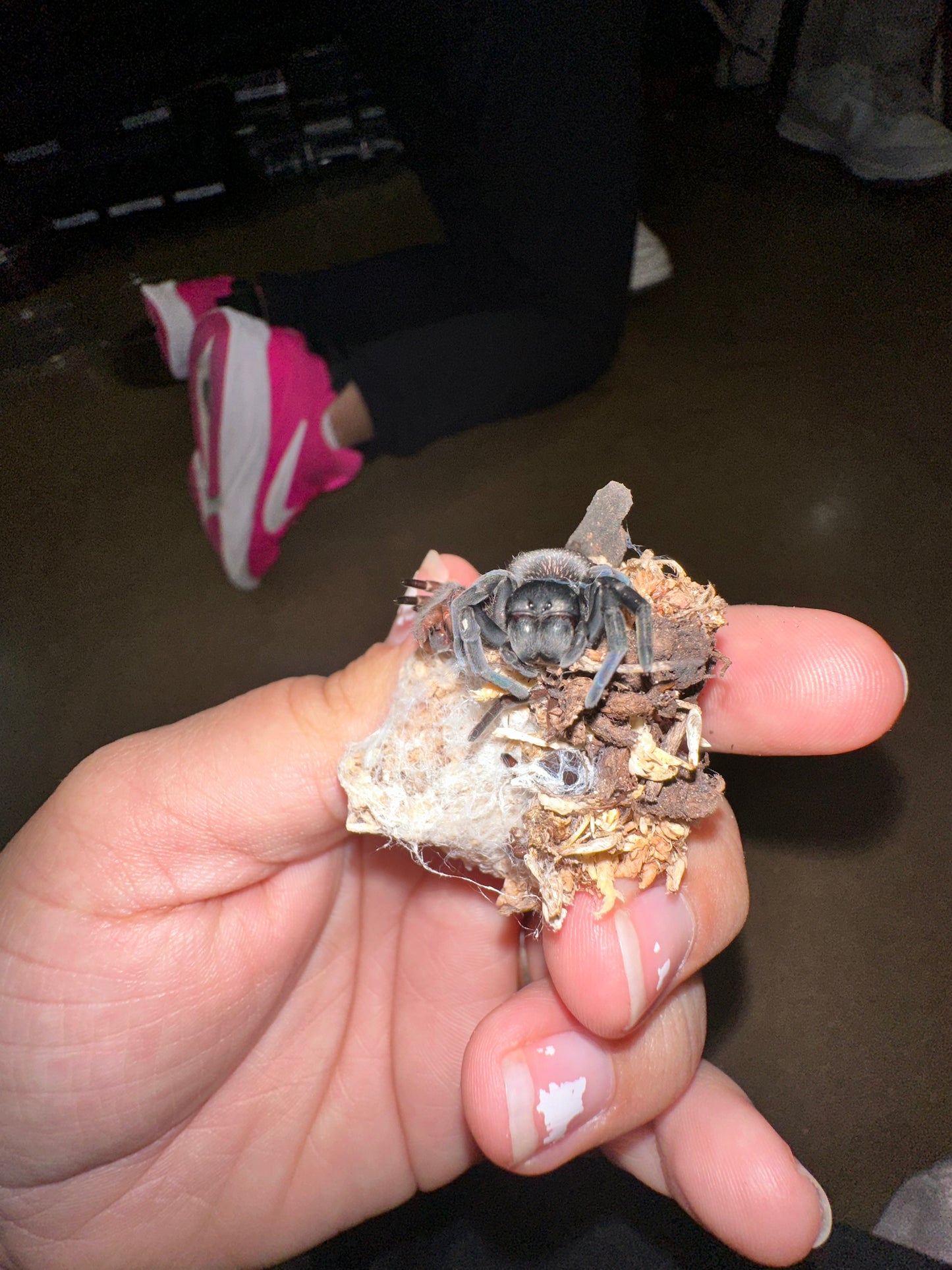 Gandanameno Echinata