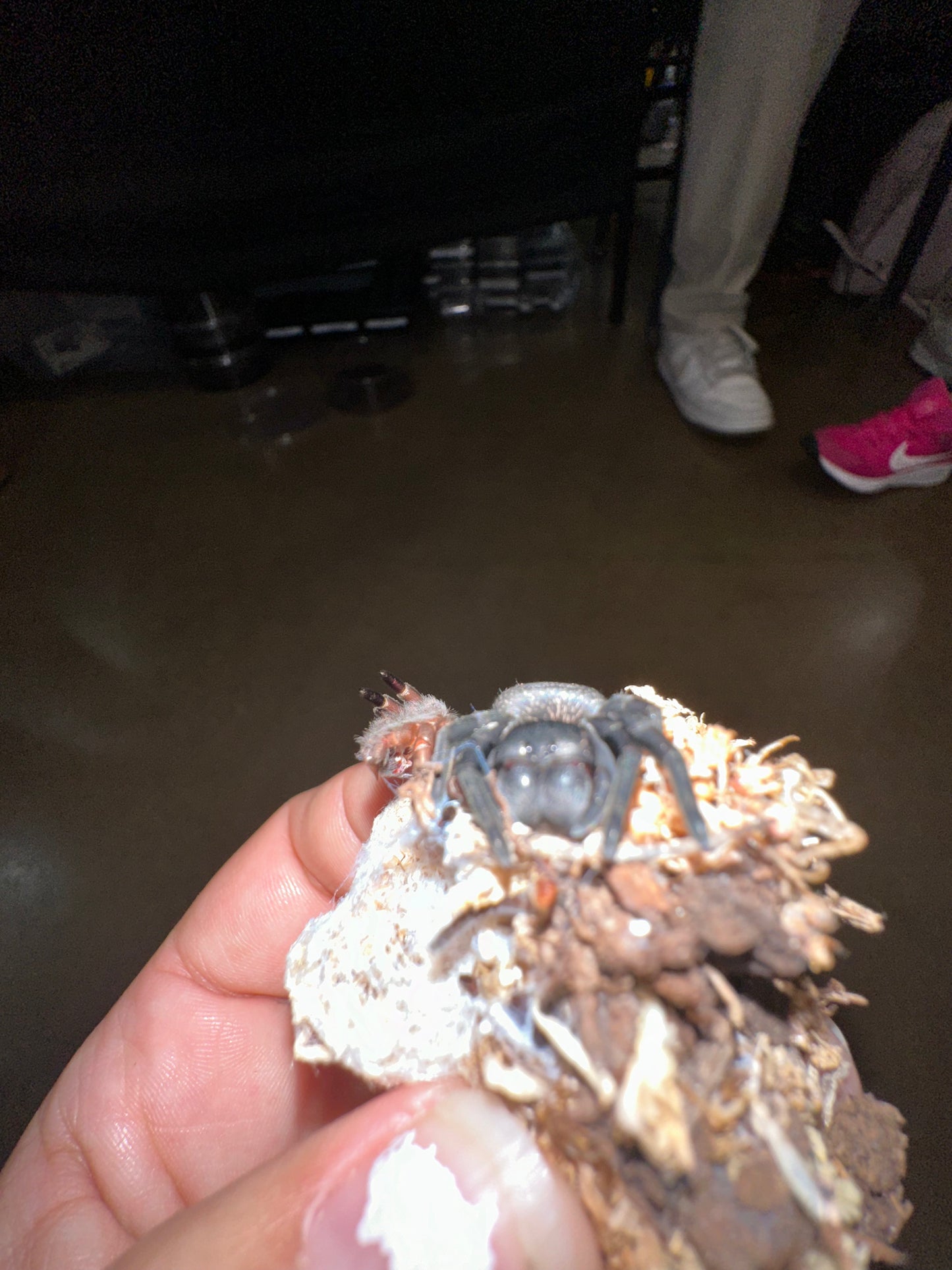 Gandanameno Echinata