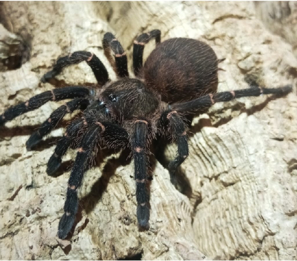 Ami sp. Panama (Gold Banded Sunburst Dwarf Tarantula