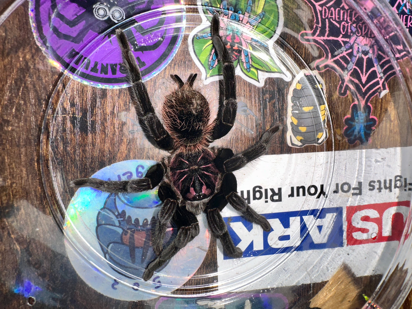 Xenesthis Intermedia (Amazon Blue Bloom)