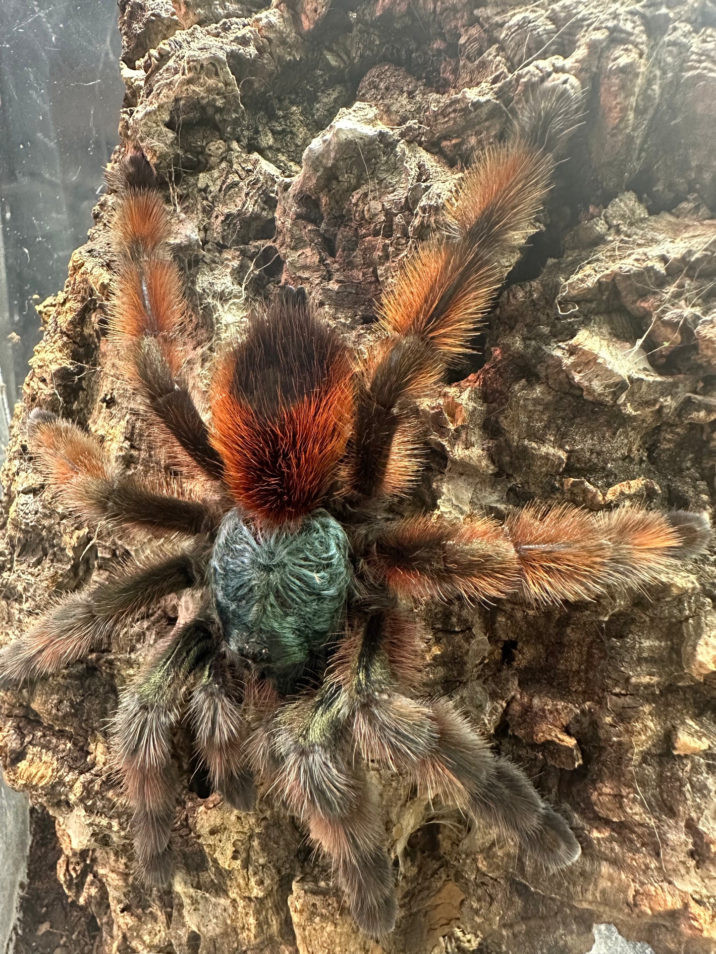 Caribena Versicolor (Antilles Pink Toe Tarantula)