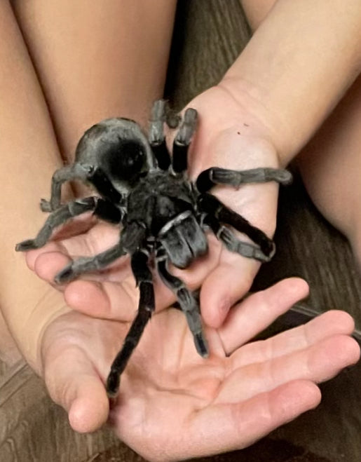 Grammostola Pulchra (Brazilian Black Tarantula)