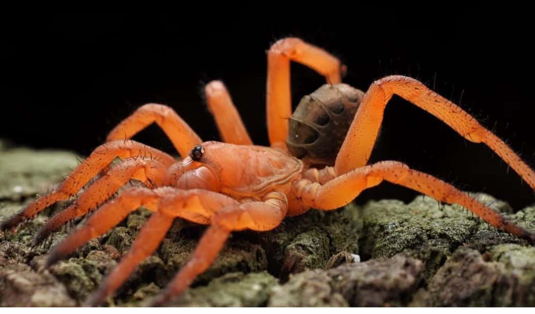 Liphistius Jarujini Red