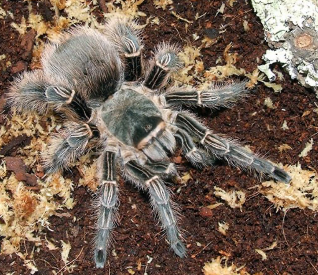 Eupalaestrus Campestratus (Pink Zebra Beauty Tarantula)