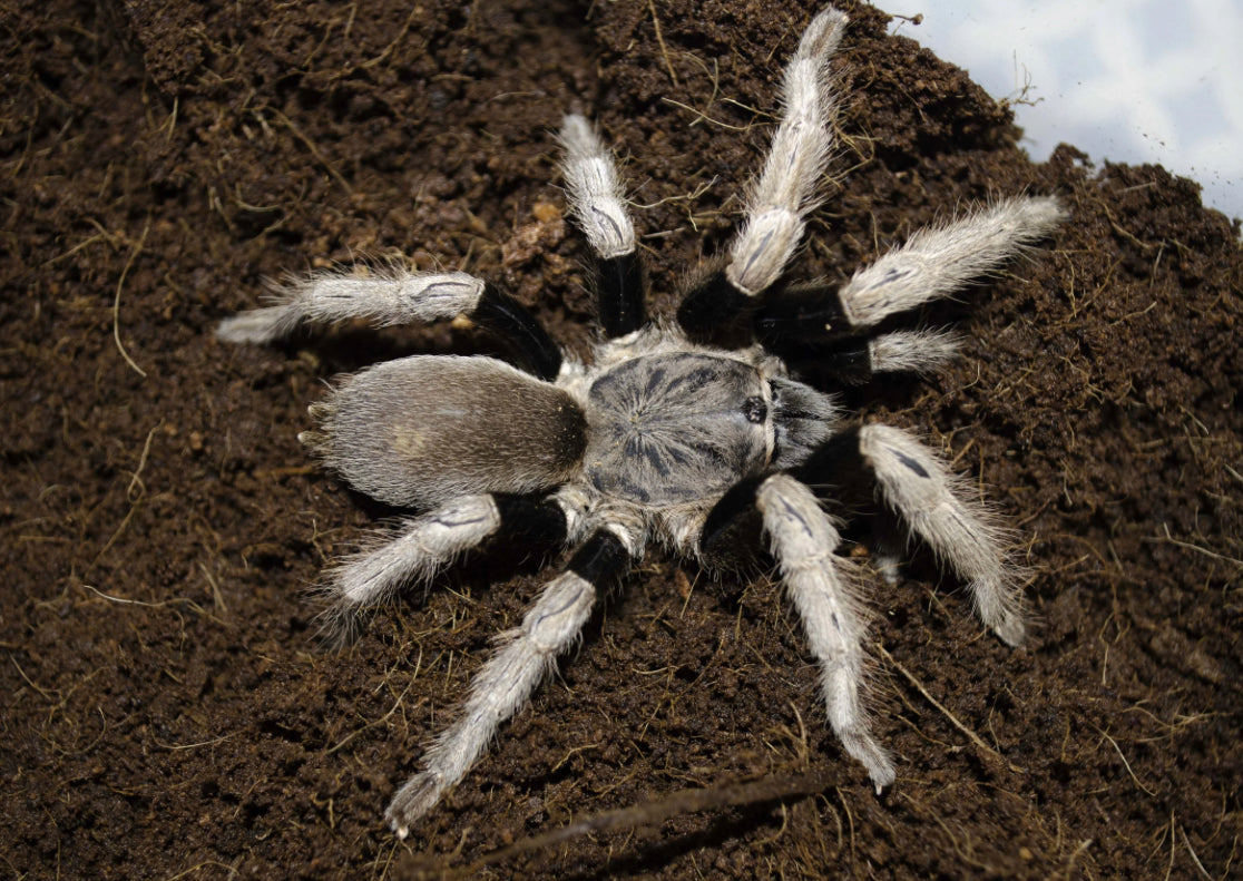 Selenocosmiinae sp. Palawan Blonde