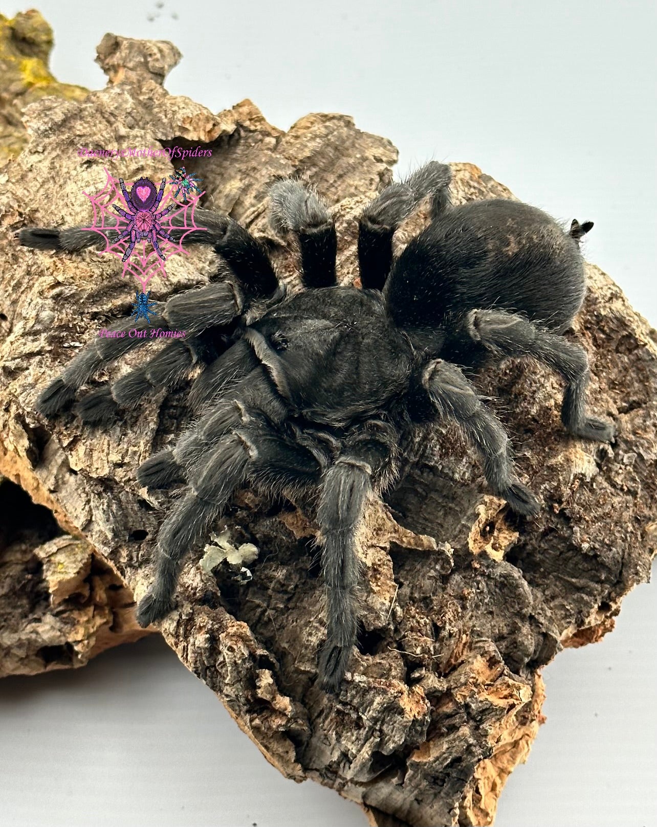 Grammostola Pulchra (Brazilian Black Tarantula)