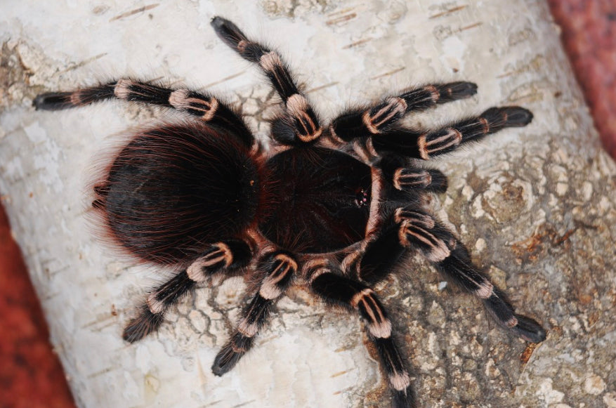 Acanthoscurria Geniculata (Brazilian White Knee)