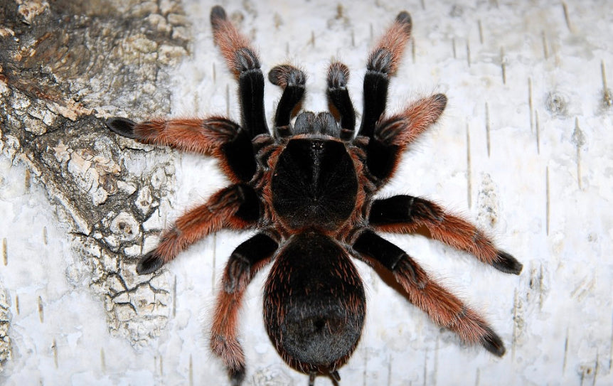 Brachypelma Klaasi ( Mexican Pink Tarantula)