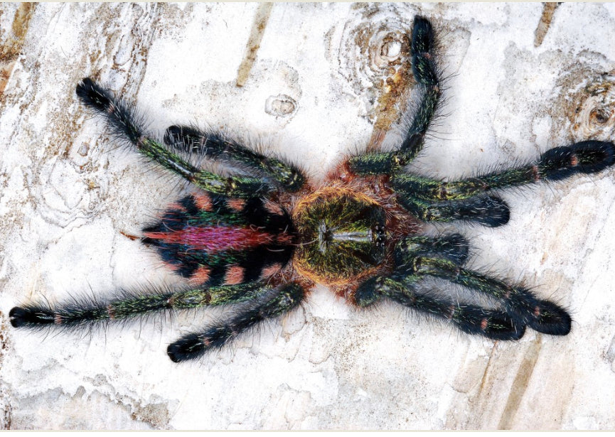 Ybyrapora Diversipes (Amazon Saphire Pinktoe) – Daenerys MotherOfSpiders