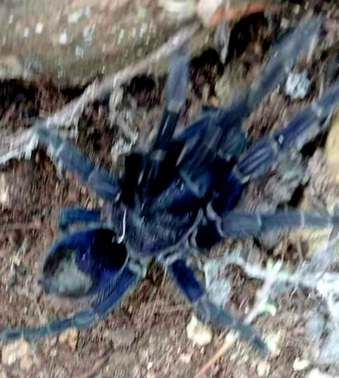 Theraphosinae sp Azul