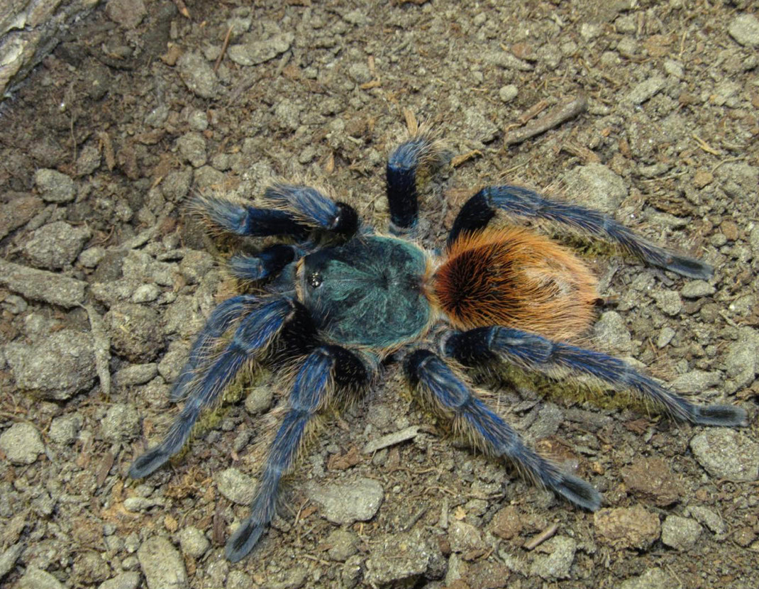 Chromatopelma Cyaneopubescens (Green Bottle Blue)