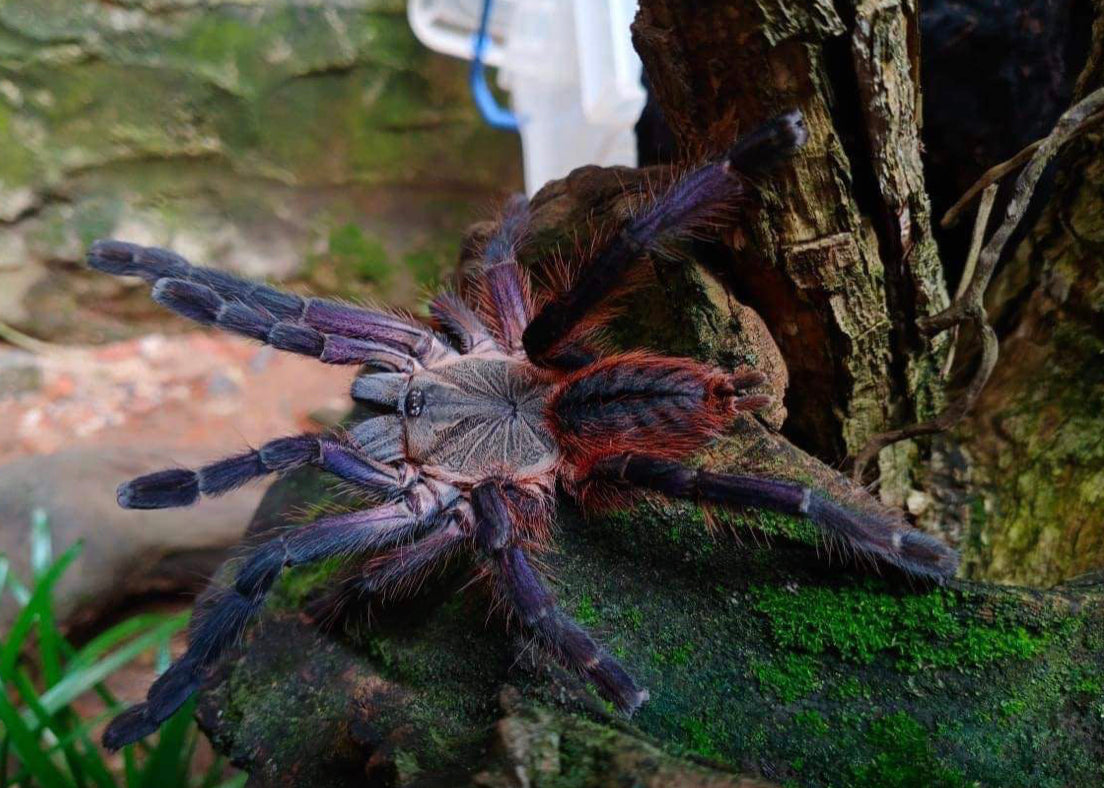Ornithoctoninae sp Phan Cay Red (Purple Blaze Tree Spider)
