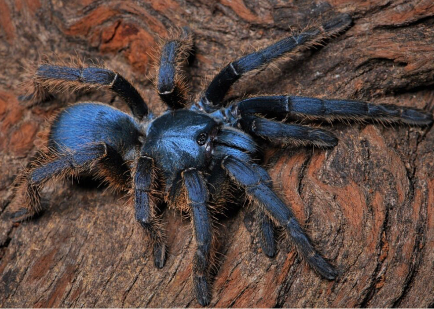Ornithoctoninae sp Vietnam Silver (Vietnam Silver)