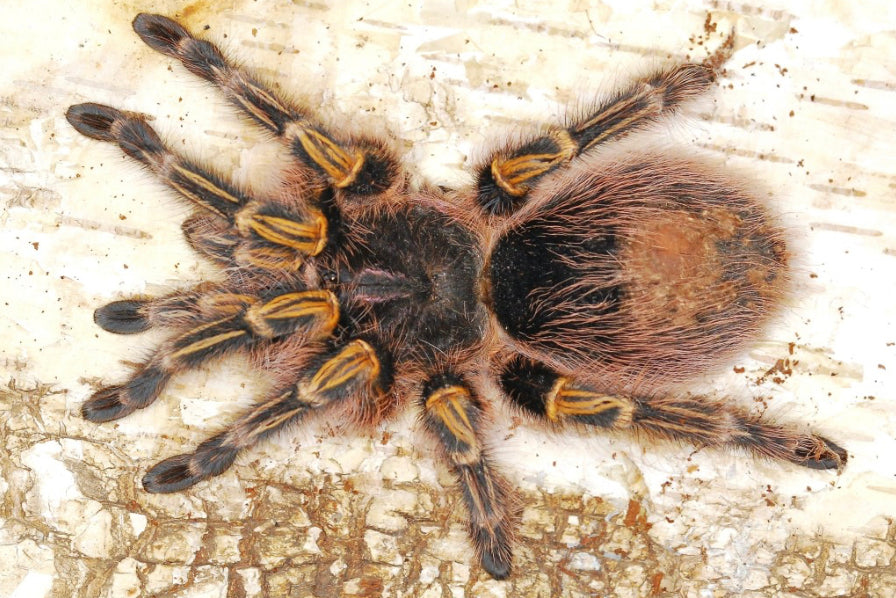 Grammostola Pulchripes ( Chaco Golden Knee)