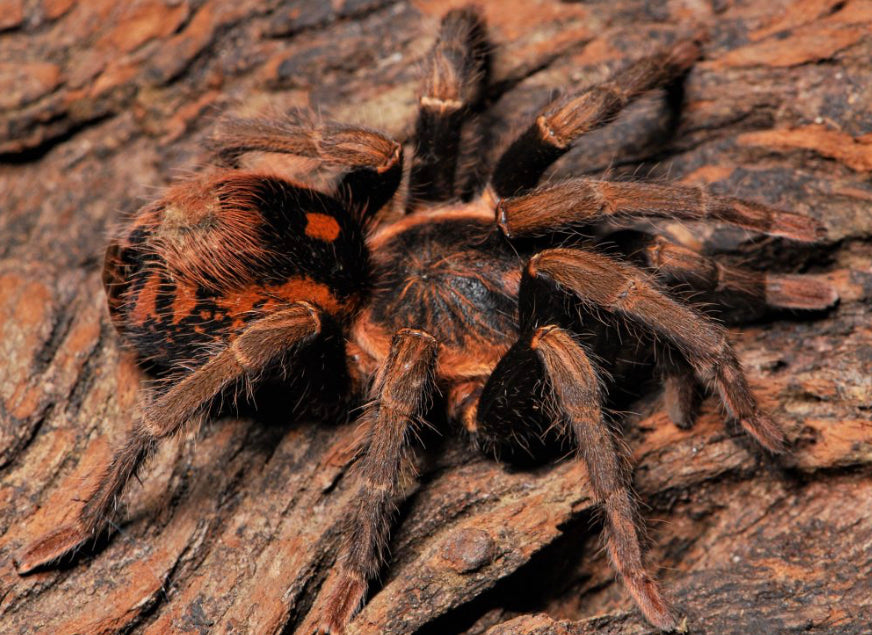 Hapalopus Vangoghi (Speckle Patch)