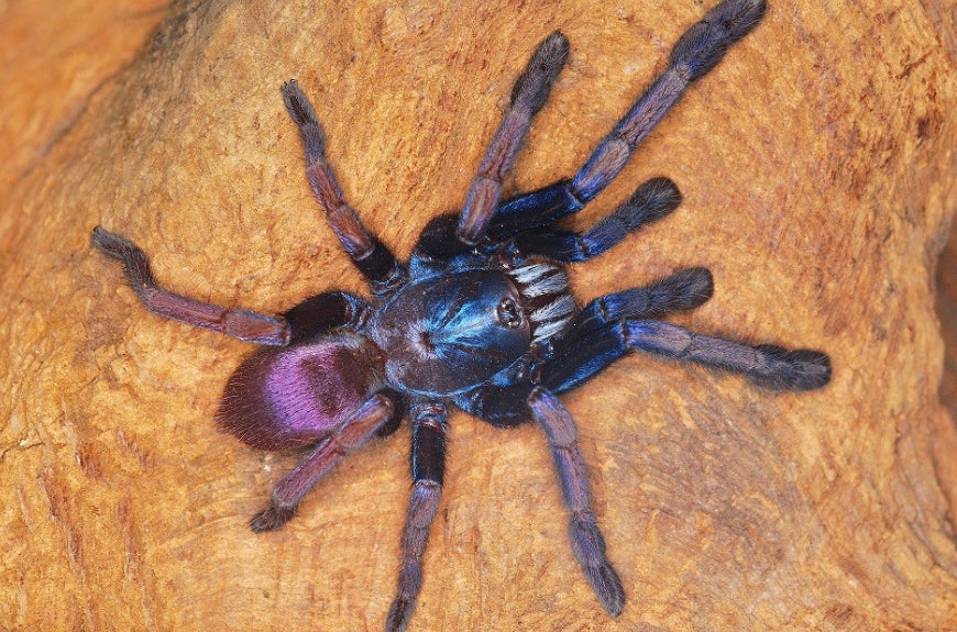 Haploclastus Devamatha (LSD Earthtiger)
