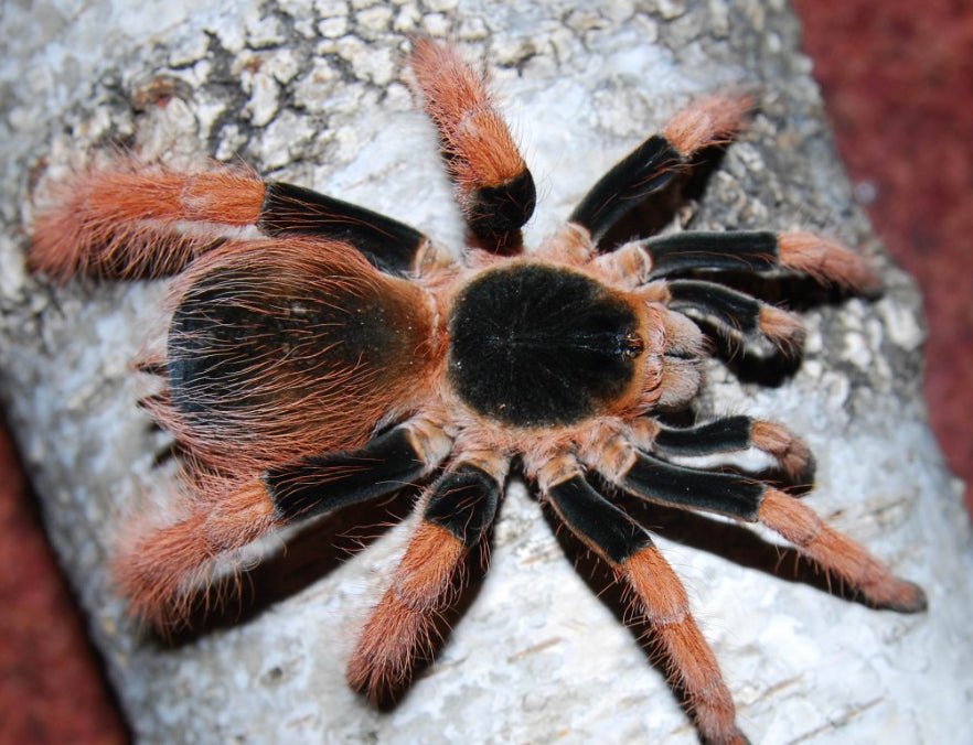 Megaphobema Robustum ( Colombian Giant Redleg)